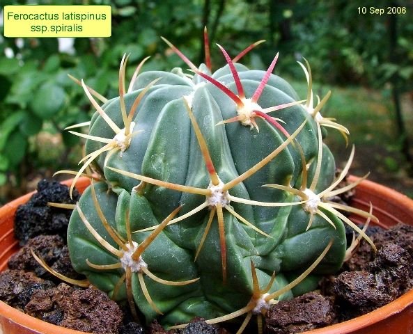Ferocactus _latispinus _ssp.spiralis _08
